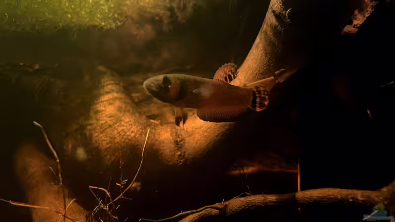 Nachwuchs Männchen ca 1 Jahr alt von Jaenu00 (24)