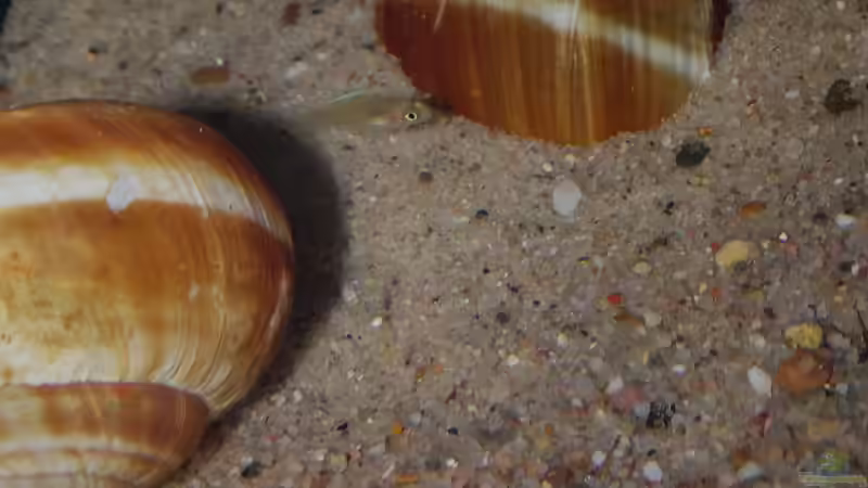 Nachwuchs N.longior von Cichliden-Kabuff (37)