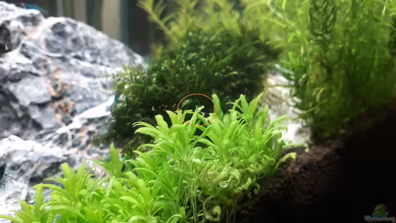 Nachwuchs nach 1 Woche von X-Rayminator (37)