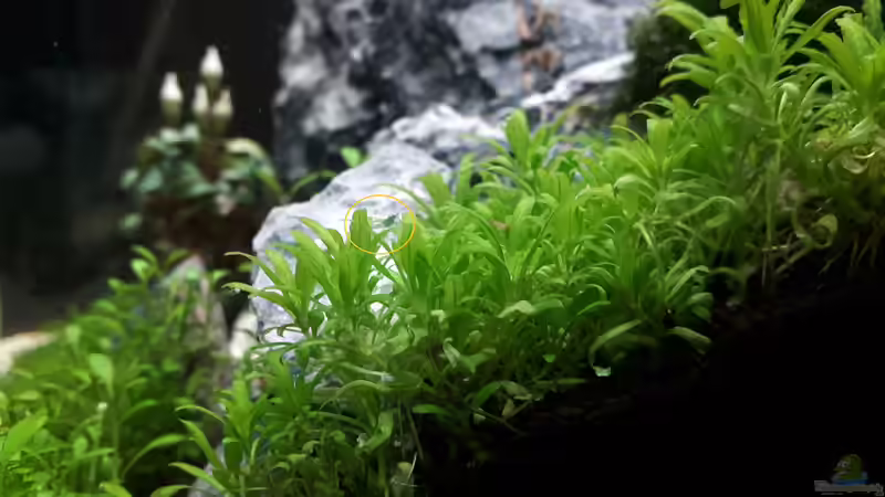 Nachwuchs nach 1 Woche von X-Rayminator (38)