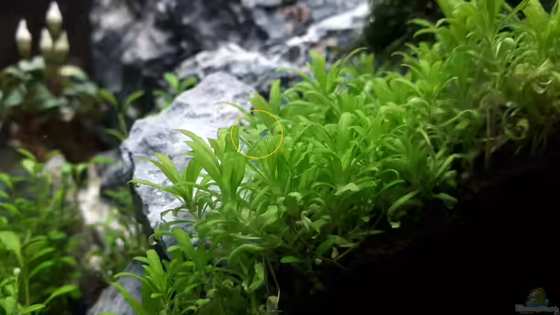 Nachwuchs nach 1 Woche von X-Rayminator (39)