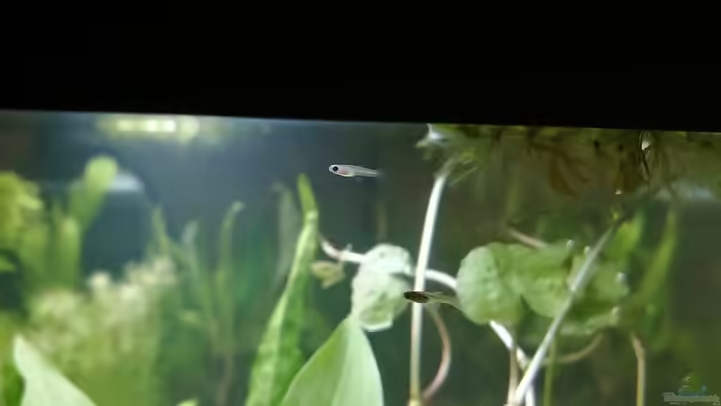 Nachwuchs nach nur einer Woche von Maji (9)