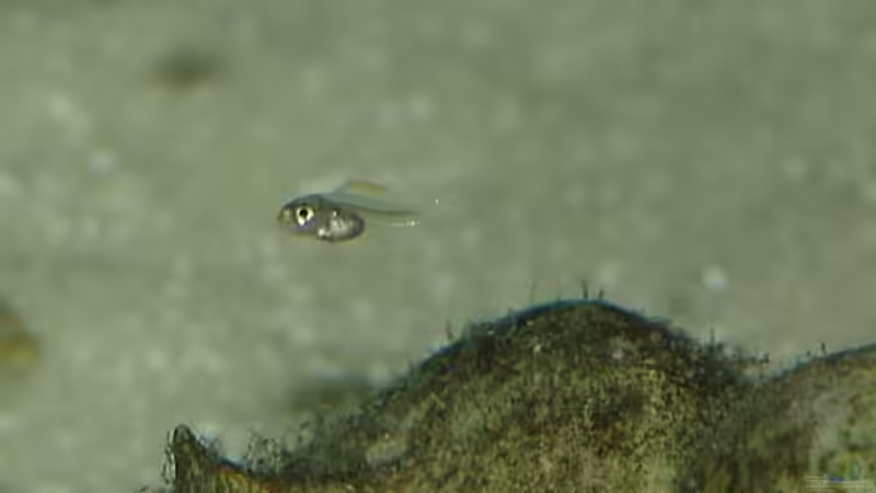 Nachwuchs Neolamprologus multifasciatus über Neothauma tanganicense Schneckenhaus von Georg Botz (13)