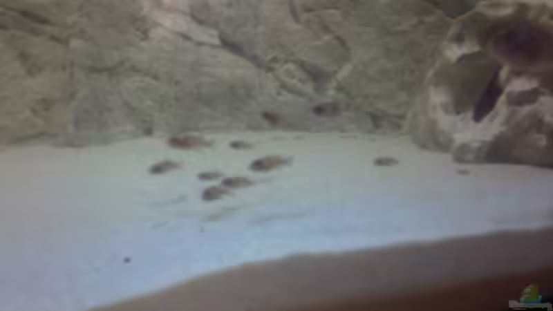 Nachwuchs Pseudotropheus Estherae Gescheckt 12 Jungtiere von Francesco (20)