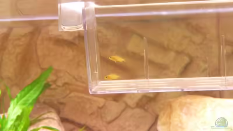 Nachwuchs Pseudotropheus Heteropictus von Chimbwe (24)