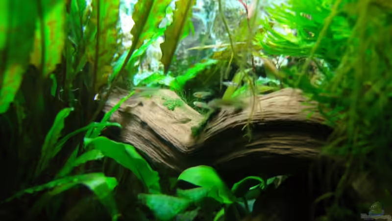 Nachwuchs Pygmaeus von Aquarienfreund44 (19)