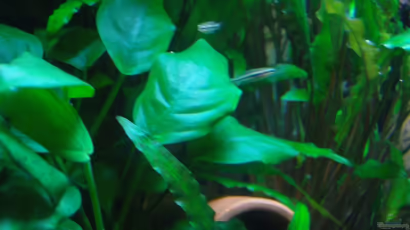 Nachwuchs Pygmaeus von Aquarienfreund44 (20)