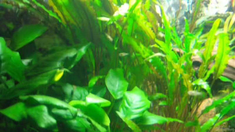 Nachwuchs Pygmaeus von Aquarienfreund44 (21)