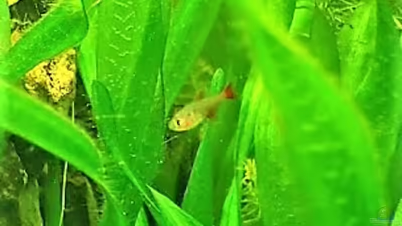 Nachwuchs Roter von Rio von Chris-BluBB (16)