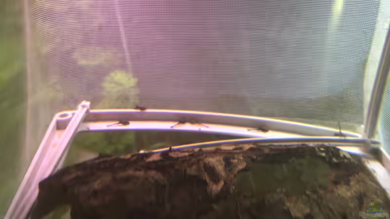 Nachwuchs Sturisoma festivum von stroelly (48)