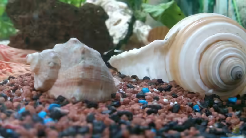 Nachwuchs verlässt das erste mal die Höhle von Nordic (9)