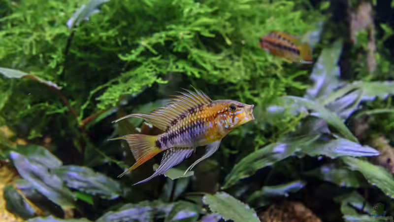 Nachwuchs Viejita Männchen  von JARB (61)