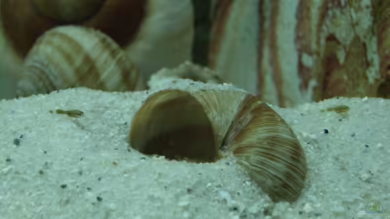 Nachwuchs vom Ocellatus von Oliver Czaika (13)