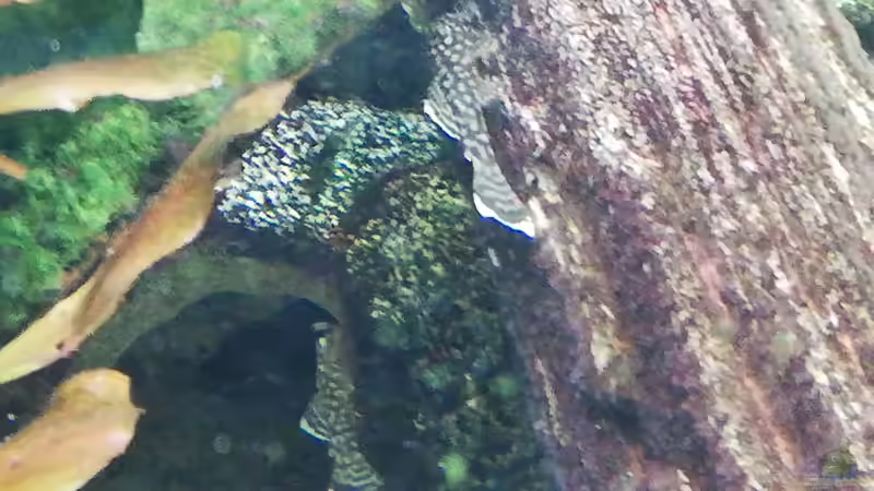 Nachwuchs von Chinese Inai (28)