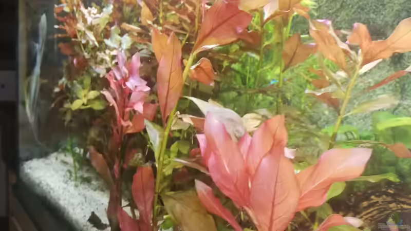 Nachwuchs von Chinese Inai (31)