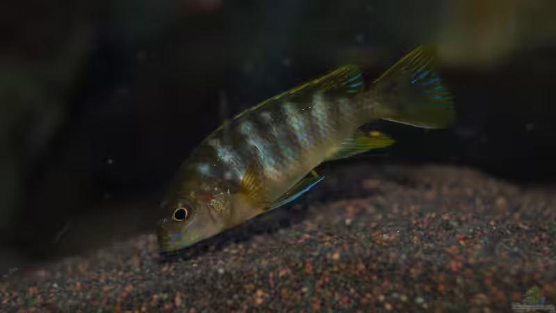 Nachwuchs von Christian Schlüter (23)