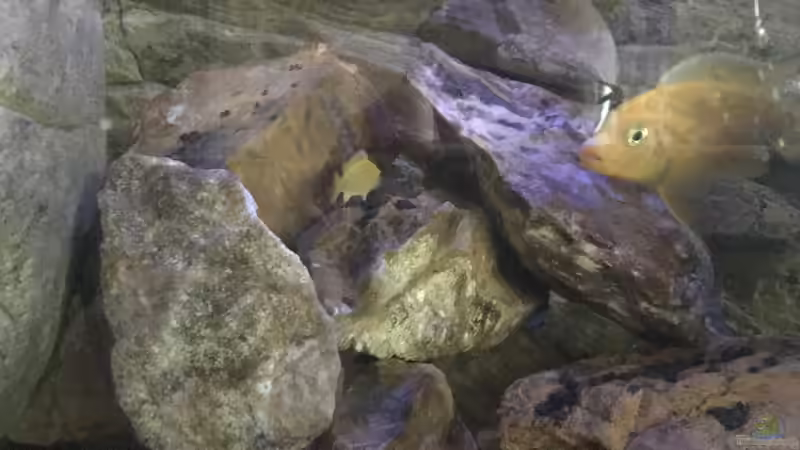 Nachwuchs von Daniel H. (6)