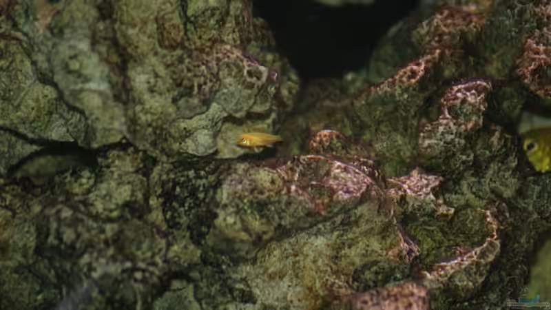 Nachwuchs von DawnInMunich (12)