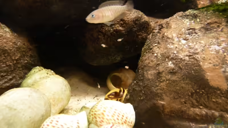 Nachwuchs von Der Michel (16)