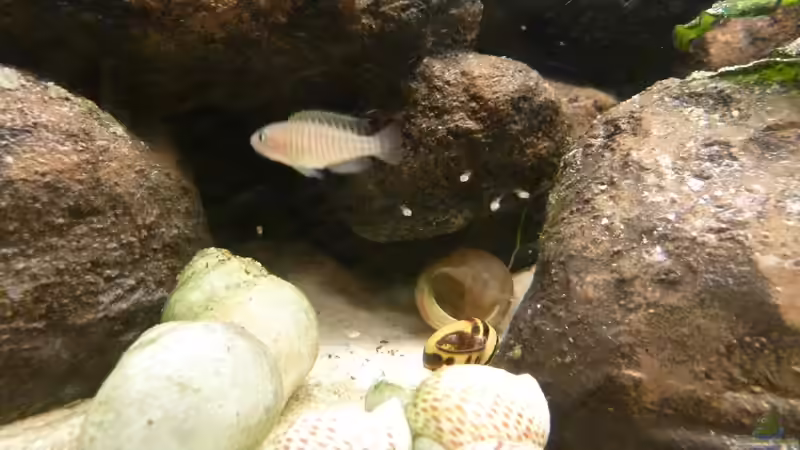 Nachwuchs von Der Michel (17)