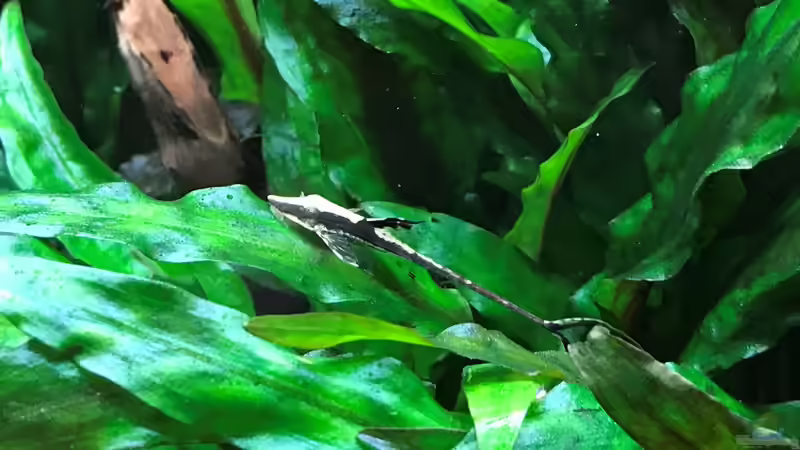 Nachwuchs von Der Nicky (90)