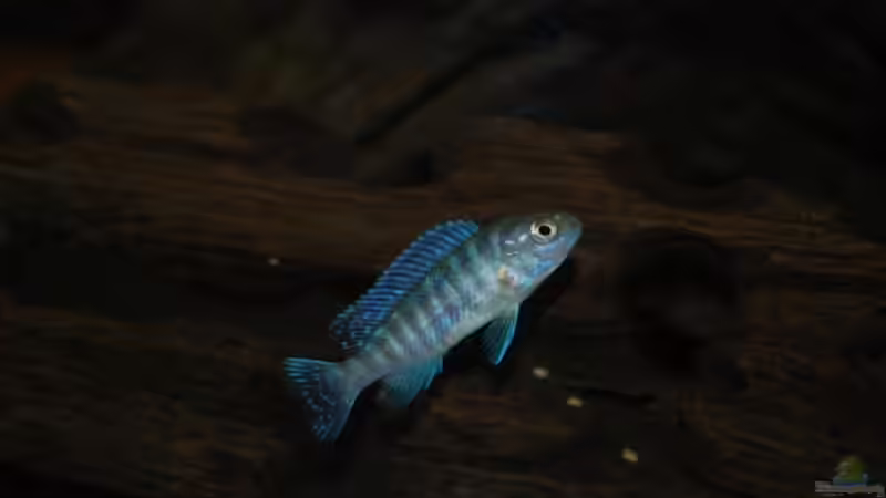 Nachwuchs von Dustin R. (7)