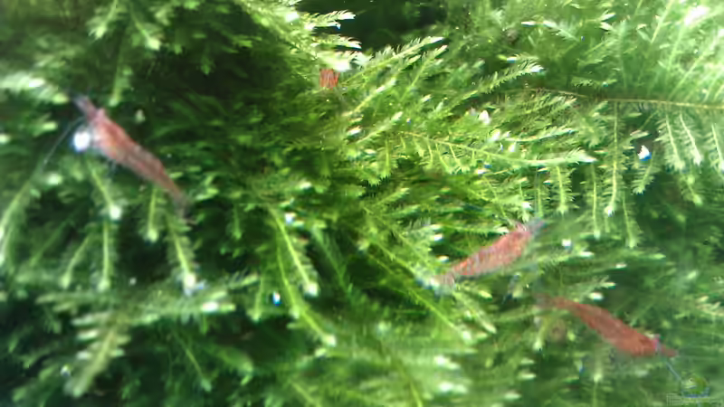 Nachwuchs von El Hein (31)