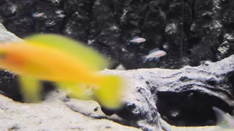 Nachwuchs!! von Haens84 (25)