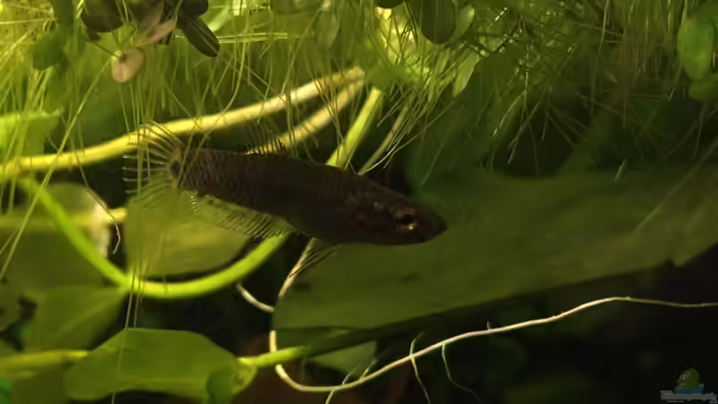 Nachwuchs von Jaenu00 (9)