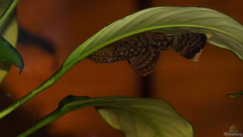 Nachwuchs von Jens Hug (16)