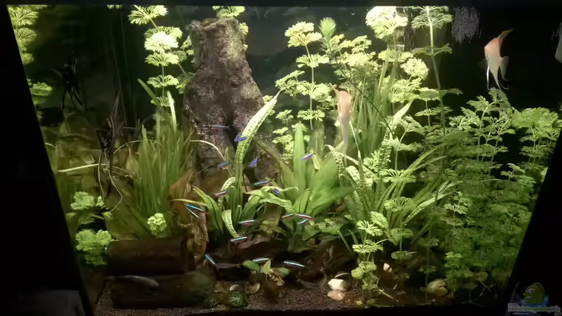 Nachwuchs von juweler4567 (1)