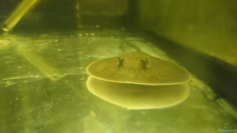 Nachwuchs von kellerkind (53)