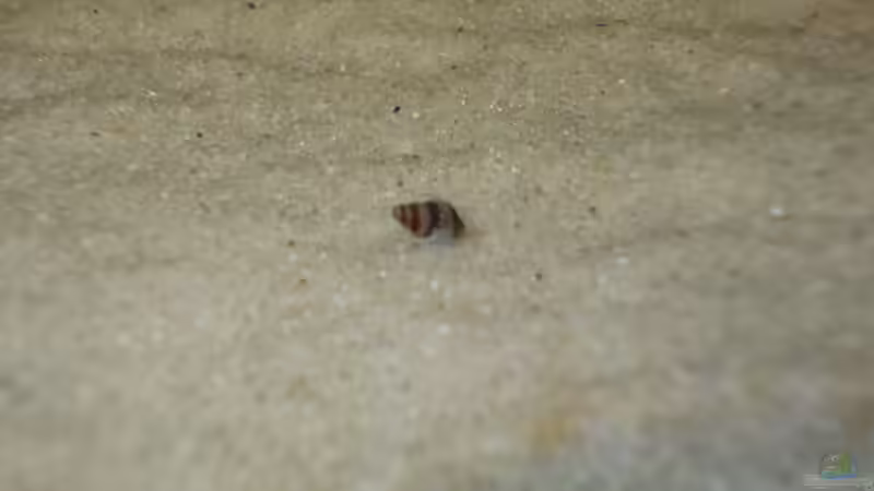 Nachwuchs von Koehler (60)