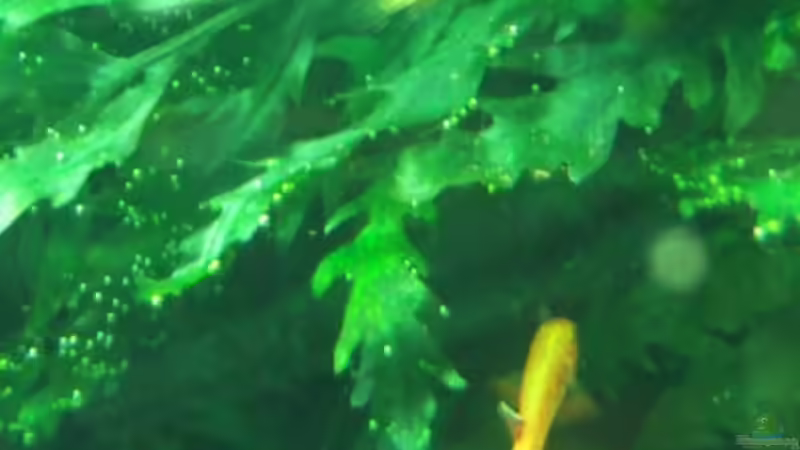 Nachwuchs von Kuller (7)