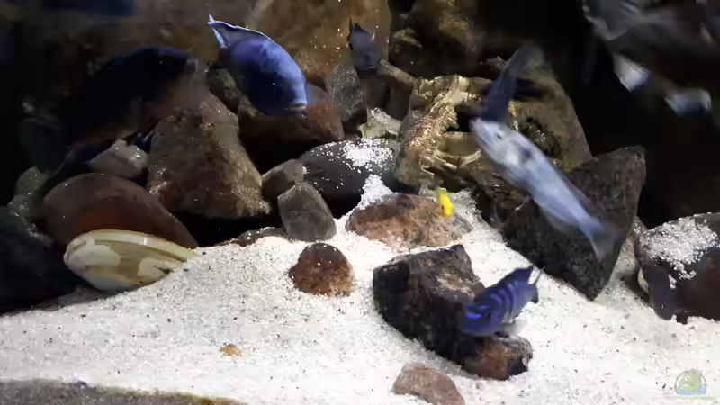 Nachwuchs von Miketsch (33)