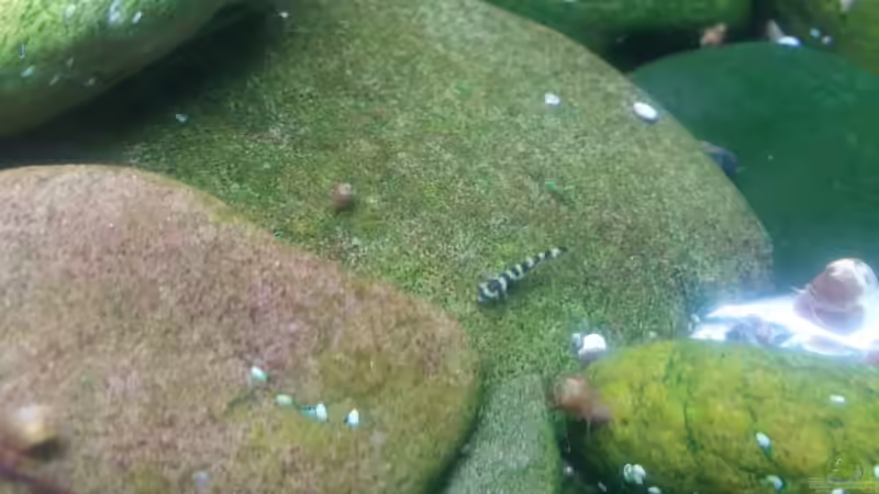 Nachwuchs von Miss Kasimir (4)