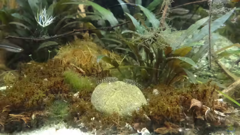 Nachwuchs von paris (18)