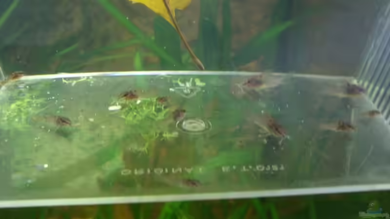 Nachwuchs!!!! von PH Neutral (35)