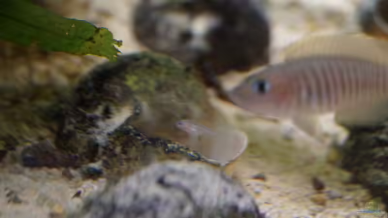 Nachwuchs von Raphi (15)