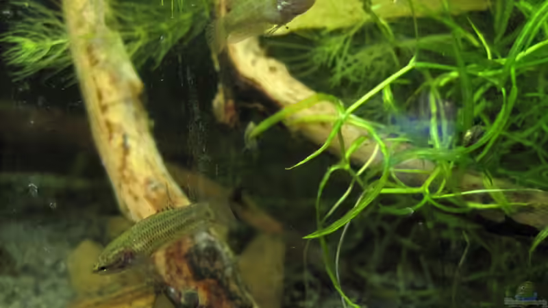 Nachwuchs von spree (4)