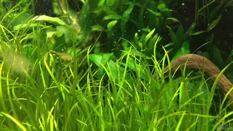 Nachwuchs von Torsten Franke (22)