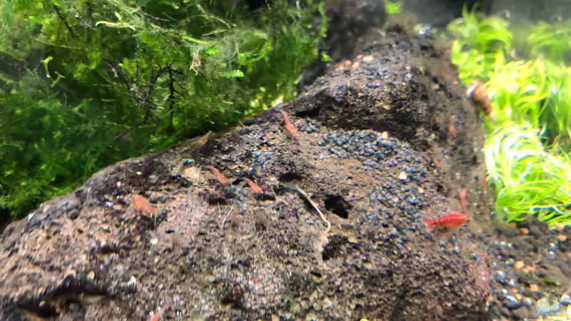 Nachwuchs von TR (3)