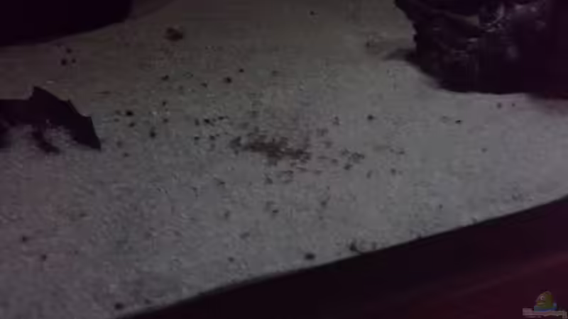 nachwuchsder geos von Dominik Wexenberger (7)