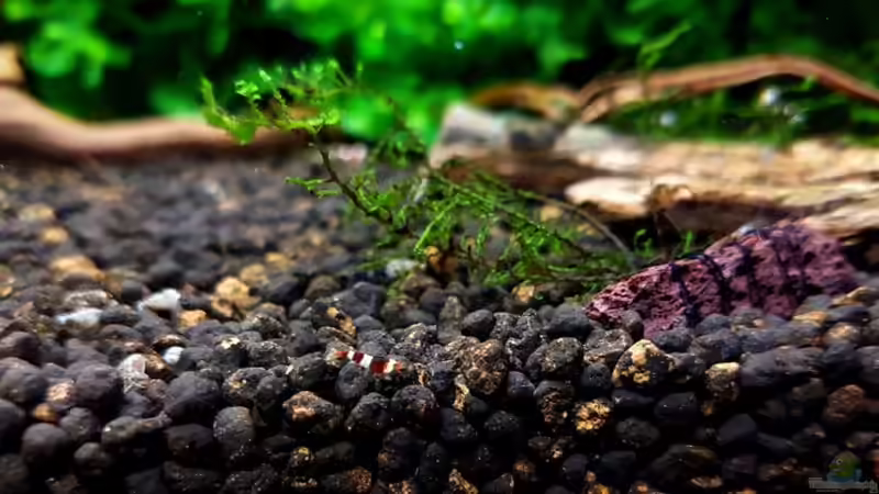 Nachwuchstiere - Black Bee von YoshiMaus (4)