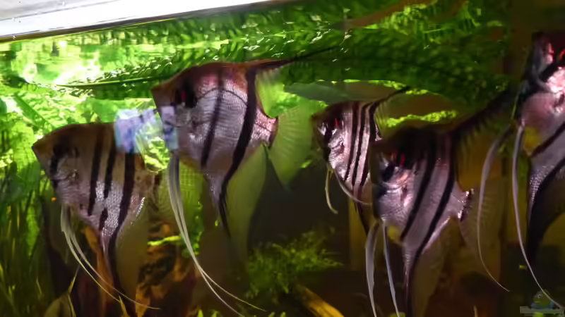 Nachzucht   6 Monate alt mit  2 Streifen von Holger Esch (5)