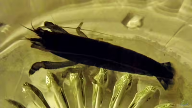 Nachzucht der Blauen-Fächer- Monstergarnele von snooze (76)