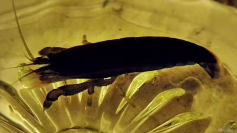 Nachzucht leider nur ein Tier entdeckt von snooze (78)