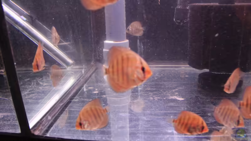 Nachzucht vom 03.2013 von Discus (44)