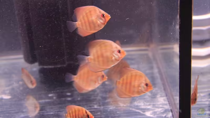 Nachzucht vom 03.2013 von Discus (45)