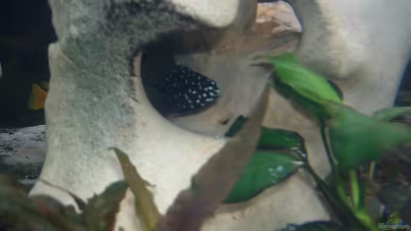 Nachzucht von Aqua92 (24)